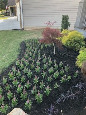 Lawn Frogs Landscaping