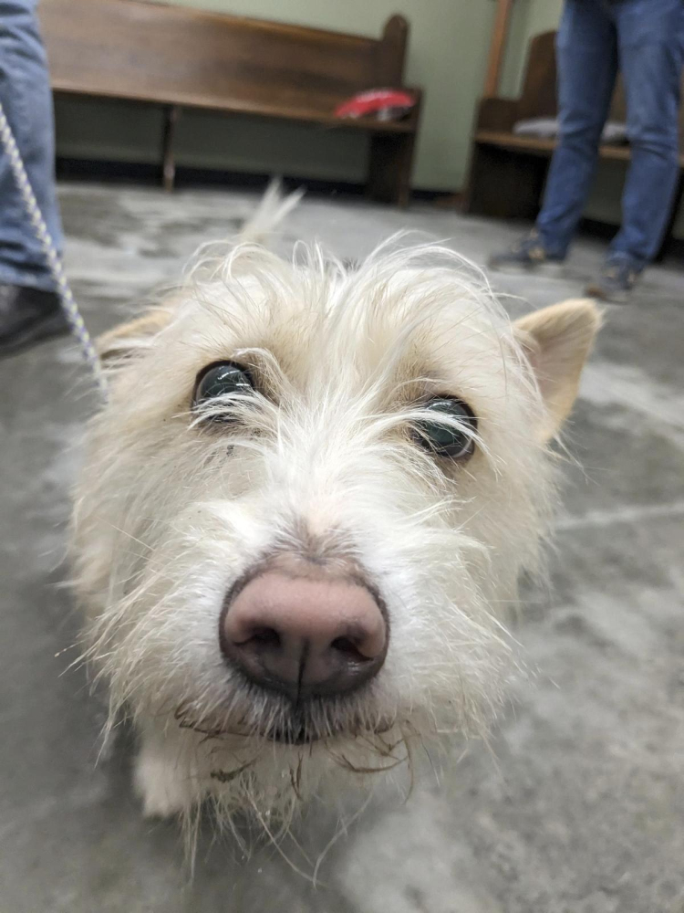 Lone Tree Animal Care Center